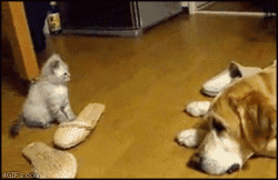 Click image for larger version. 

Name:	kitten_pounces_dog_159.gif 
Views:	532 
Size:	1.99 MB 
ID:	271776