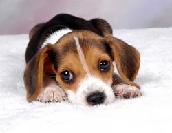 Click image for larger version. 

Name:	beagle_pup_323.jpg 
Views:	151 
Size:	19.4 KB 
ID:	228253