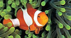 Click image for larger version. 

Name:	marine_fish.jpg 
Views:	33 
Size:	110.9 KB 
ID:	939183
