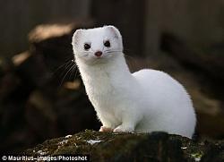 Click image for larger version. 

Name:	stoat.jpg 
Views:	662 
Size:	17.3 KB 
ID:	348917