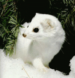Click image for larger version. 

Name:	stoat1.gif 
Views:	653 
Size:	42.6 KB 
ID:	348918