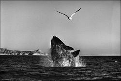 Click image for larger version. 

Name:	sebastiao-salgado.jpg 
Views:	41 
Size:	38.7 KB 
ID:	857613