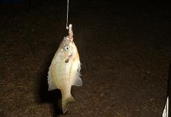 Click image for larger version. 

Name:	rod_bait_stealin_wankfish_325.jpg 
Views:	271 
Size:	42.0 KB 
ID:	157033