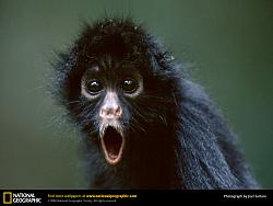 Click image for larger version. 

Name:	black_spider_monkey_864_192.jpg 
Views:	169 
Size:	124.6 KB 
ID:	153114