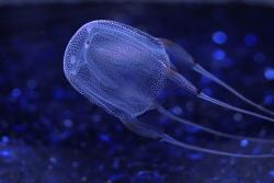 Click image for larger version. 

Name:	Box_jellyfish.jpg 
Views:	113 
Size:	59.3 KB 
ID:	629498