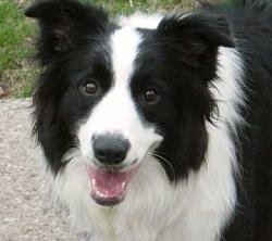 Click image for larger version. 

Name:	border-collie.jpg 
Views:	210 
Size:	15.1 KB 
ID:	503144