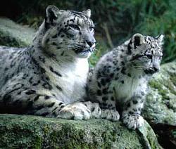 Click image for larger version. 

Name:	snowleopard_2_201.jpg 
Views:	136 
Size:	13.9 KB 
ID:	158165