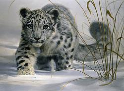 Click image for larger version. 

Name:	l19f_snow_leopard_cub_104.jpg 
Views:	137 
Size:	48.8 KB 
ID:	158167