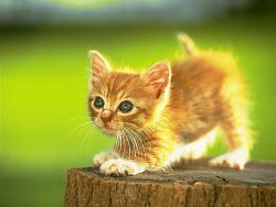 Click image for larger version. 

Name:	Kitten.jpg 
Views:	160 
Size:	38.7 KB 
ID:	552575