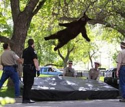 Click image for larger version. 

Name:	bear+in+tree.jpg 
Views:	398 
Size:	22.1 KB 
ID:	468829