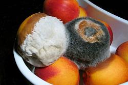 Click image for larger version. 

Name:	Mouldy-fruit_full_size_landscape.jpg 
Views:	4765 
Size:	53.7 KB 
ID:	463684