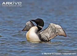 Click image for larger version. 

Name:	loon Common-loon-on-the-water.jpg 
Views:	137 
Size:	62.4 KB 
ID:	583122