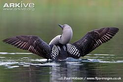 Click image for larger version. 

Name:	loon Arctic-loon-raising-wings-on-lake.jpg 
Views:	139 
Size:	56.6 KB 
ID:	583123