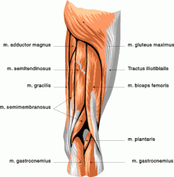 Click image for larger version. 

Name:	muscle_chart_upper.gif 
Views:	1059 
Size:	19.6 KB 
ID:	361179
