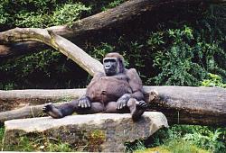 Click image for larger version. 

Name:	gorilla_sitting_102.jpg 
Views:	5232 
Size:	236.4 KB 
ID:	45978