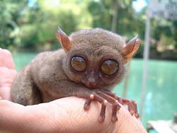 Click image for larger version. 

Name:	_wp-content_uploads_2007_08_tarsier.jpg 
Views:	114 
Size:	50.1 KB 
ID:	349005