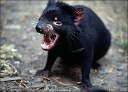 Click image for larger version. 

Name:	tasmanian-devil-picture.jpg 
Views:	112 
Size:	63.5 KB 
ID:	349007