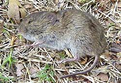 Click image for larger version. 

Name:	vole_209.jpg 
Views:	5737 
Size:	22.9 KB 
ID:	40227