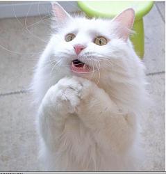 Click image for larger version. 

Name:	MOARMOAR.jpg 
Views:	5161 
Size:	19.9 KB 
ID:	413608