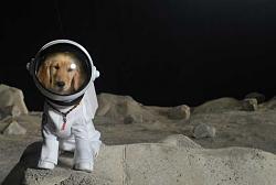 Click image for larger version. 

Name:	dog astronaut.jpg 
Views:	221 
Size:	15.9 KB 
ID:	551652