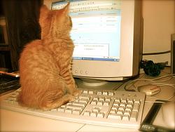 Click image for larger version. 

Name:	cat keyboard.jpg 
Views:	224 
Size:	124.6 KB 
ID:	622991