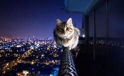 Click image for larger version. 

Name:	pic 'The cat without Fear BJhm6_dCcAAO2Bn.jpg 
Views:	143 
Size:	30.0 KB 
ID:	864042
