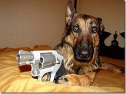 Click image for larger version. 

Name:	Dog-with-Gun-300x226.jpg 
Views:	67 
Size:	19.4 KB 
ID:	888289