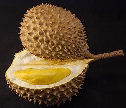 Click image for larger version. 

Name:	Durian_in_black.jpg 
Views:	71 
Size:	179.2 KB 
ID:	935626