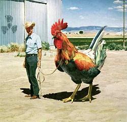 Click image for larger version. 

Name:	giant-chicken.jpeg 
Views:	37 
Size:	162.0 KB 
ID:	1065393