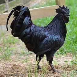 Click image for larger version. 

Name:	kadaknath-poultry-cock-500x500.jpg 
Views:	23 
Size:	49.4 KB 
ID:	1064475