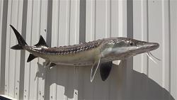 Click image for larger version. 

Name:	sturgeon-atlantic-fishmount-44-2.jpg 
Views:	76 
Size:	169.1 KB 
ID:	1066731